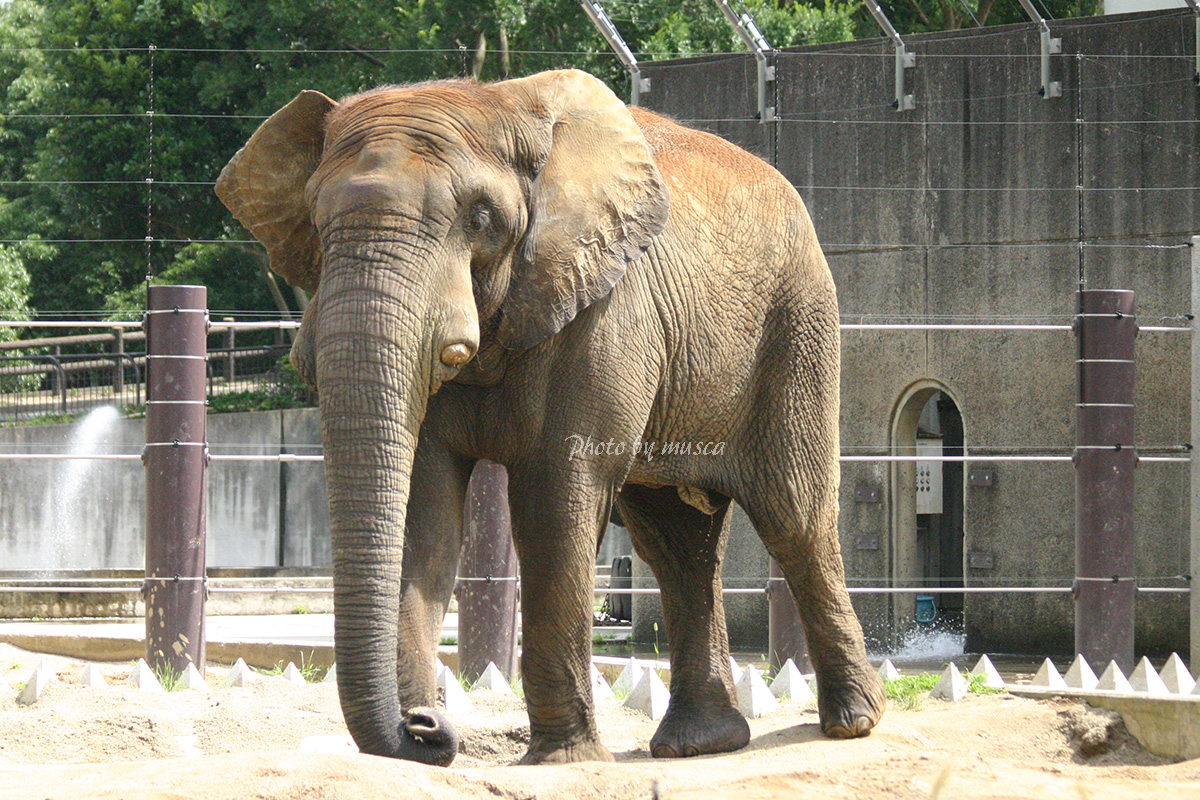 2006年7月 アフリカゾウ、アフ #アフリカゾウ #とべ動物園