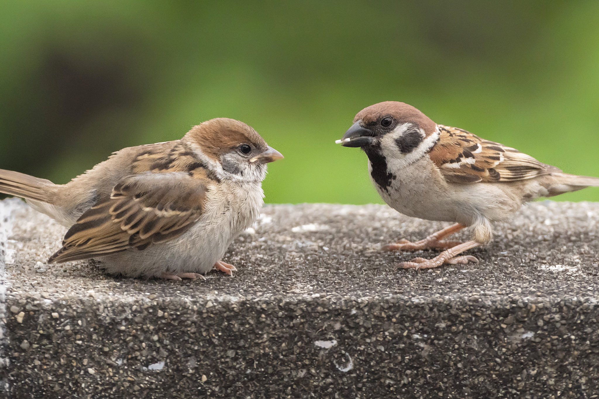 Biggate4444 毎日スズメ今年で5年目 親雀さんより大きい子雀さん 元気に育ってるみたいでなによりです スズメ すずめ スズメ観測 ちゅん活 Sparrow 鳥 野鳥 野鳥撮影 野鳥写真 Pentax T Co 5zpy45qvnn Twitter