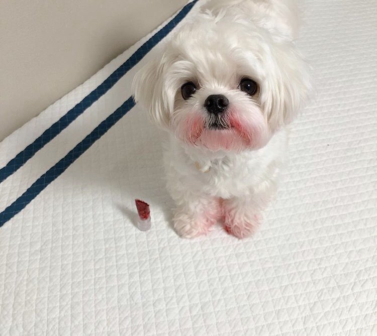 jungwoopups's tweet photo. 🐶💄

#이거김정우 #정우 #JUNGWOO #NCT https://t.co/gOAMZgFPEL