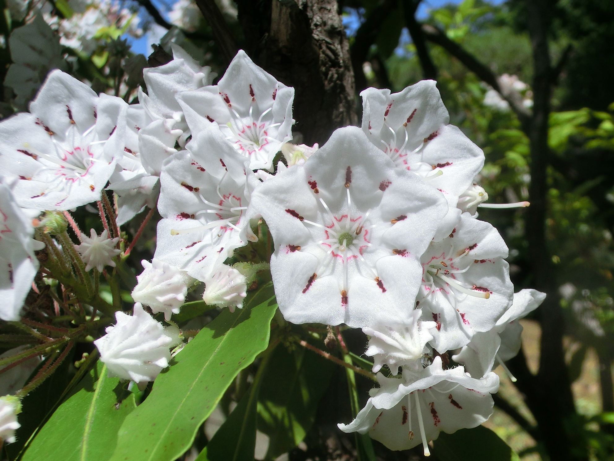 تويتر 新宿御苑 自然情報 على تويتر 新宿御苑は3月27日より臨時閉園中 日本庭園でカルミアが満開です こんぺいとう に似た形のつぼみが開くと パラソルみたいな花が咲きます ツツジの仲間で 北アメリカが原産地 明治41年 1908 に日本で初めて御苑に植え
