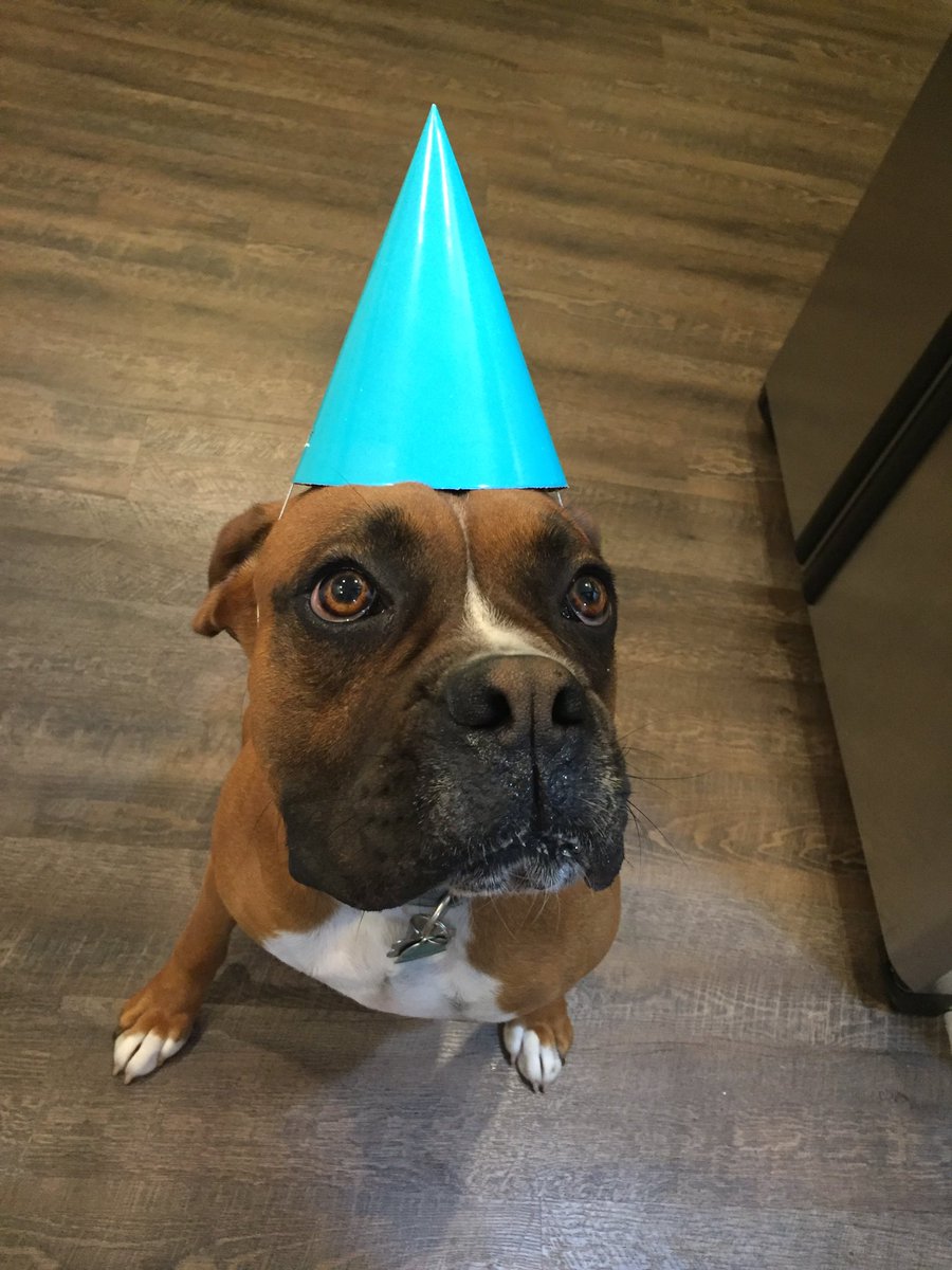 NashTheBoxer's tweet photo. happy 2nd birthday to me! 🥳🥳 https://t.co/mOJFGNf8b8