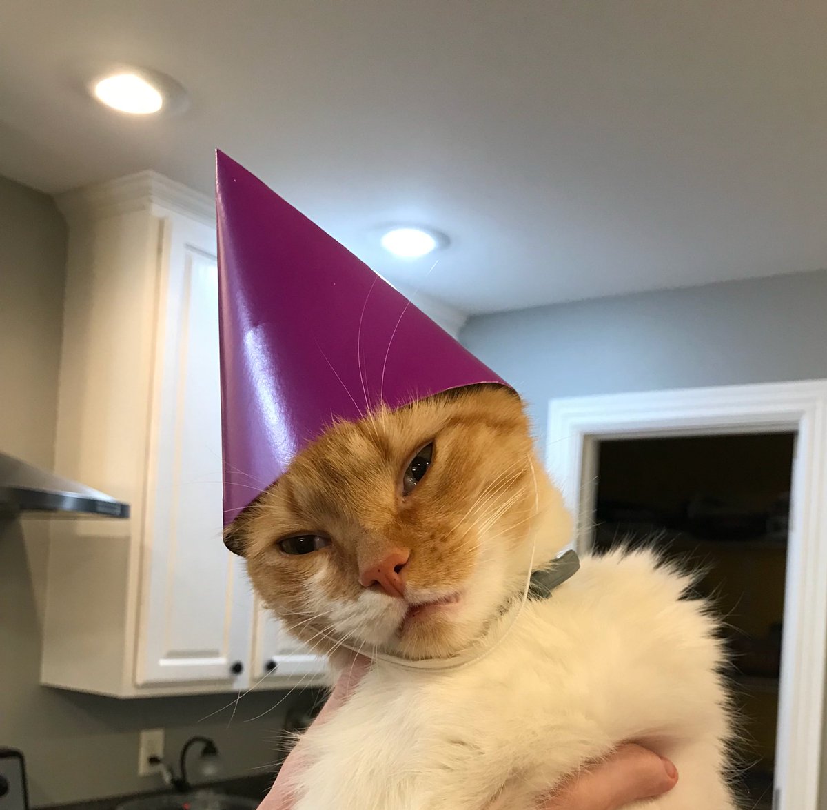 NashTheBoxer's tweet photo. happy 2nd birthday to me! 🥳🥳 https://t.co/mOJFGNf8b8