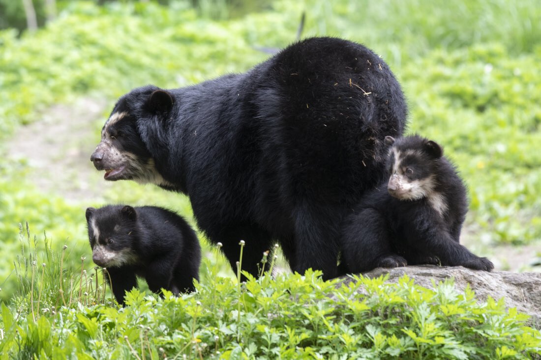 Are you watching @AnimalPlanet’s The Zoo? Tonight’s episode features a look back at this adorable duo heading onto exhibit for the first time. #InsideTheZoo