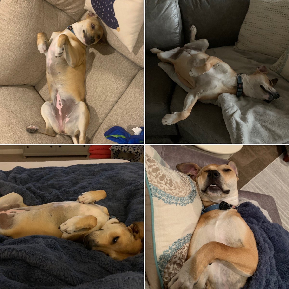 mackenziek417's tweet photo. @MarsPetcareUS Rey is living her best work from home life. Always comfy #fellowMartian #petsworkathome #dogsofMars https://t.co/JNwiOwKW1v