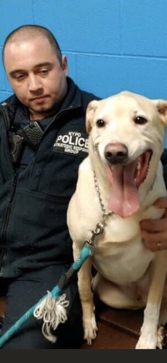 SupportPets's tweet photo. @AndyWeprin @Marylaw55555 @NYPD121Pct @NYCACC #NY #NYACC
Extremely revoltingly sad that no one w/power in #NeYork City #NY #NYC can close down this place where thousands of healthy &amp; fully adoptable #Dogs #Cats #Pets #Animals are MURDERED every single minute of the day! WHY THE #Silence #NewYorkers ARE BETTER THAN THAT!WHY?? https://t.co/kUSwNeEhUJ