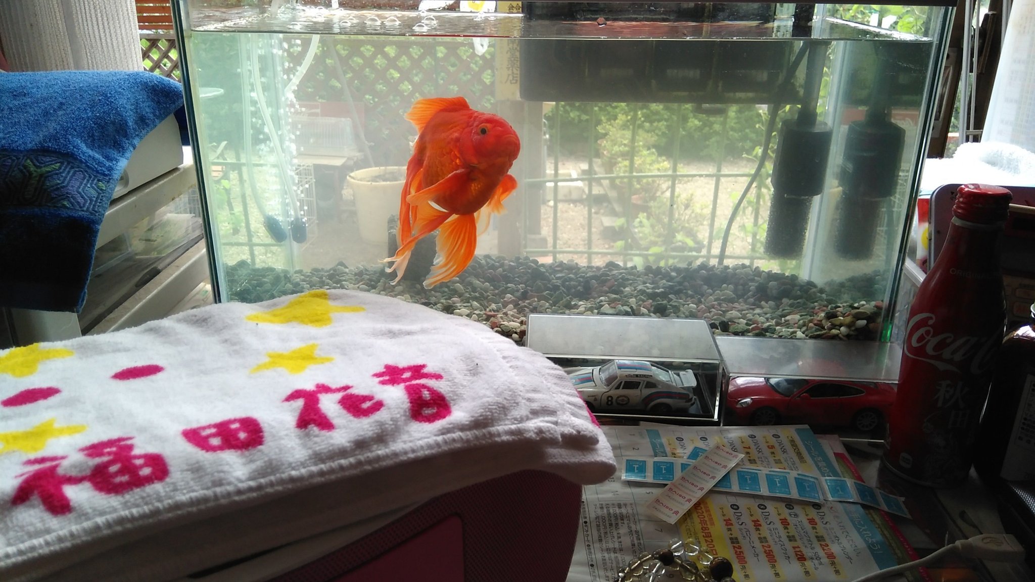 Twitter 上的大竹大輔 Beyooooonds 金魚こちゃん 琉金 名前 ゆらり豊太 の水槽水換え完了 Gex 巨大琉金 福田花音 Zoc T Co Zqe9wotauv Twitter