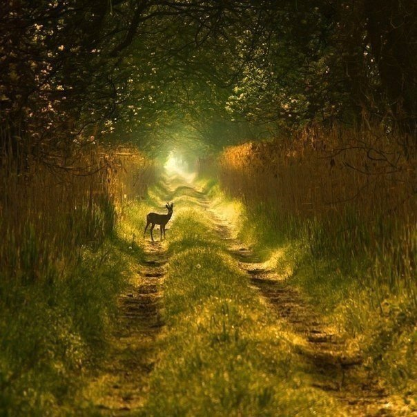 healthychefdr's tweet image. No one saves us but ourselves.
No one can and no one may.
We ourselves must walk the path.

Buddha