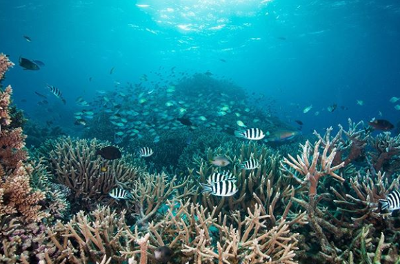 SatvikMishra25's tweet photo. Environment Concern :
Some of the world's most breathtaking landscapes, from the Maldives to Mount Everest, are at risk due to climate change. https://t.co/3qVbE2A8pM
