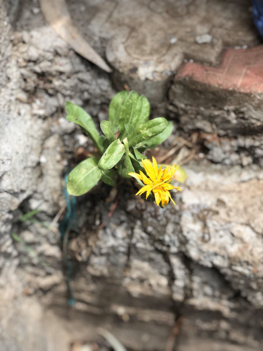 Hilal4535's tweet photo. Alive #environment #NaturePhotography #Flowers https://t.co/OFZi0XrjyQ