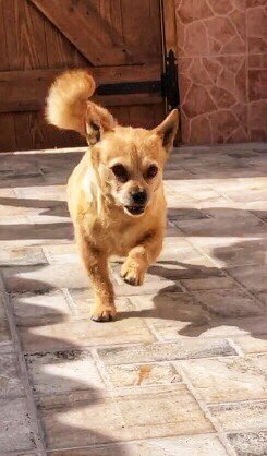 Irene Curtis OBE tweet media