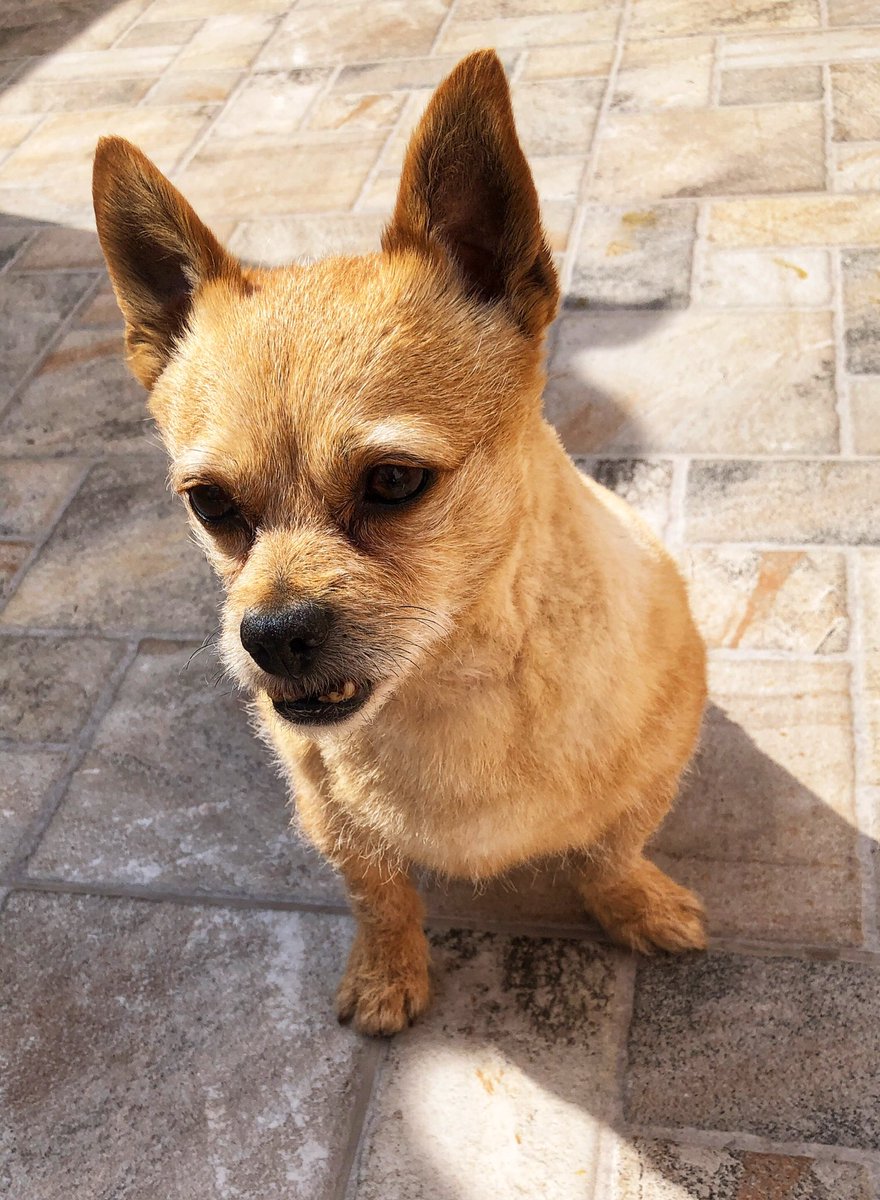 Irene Curtis OBE tweet media