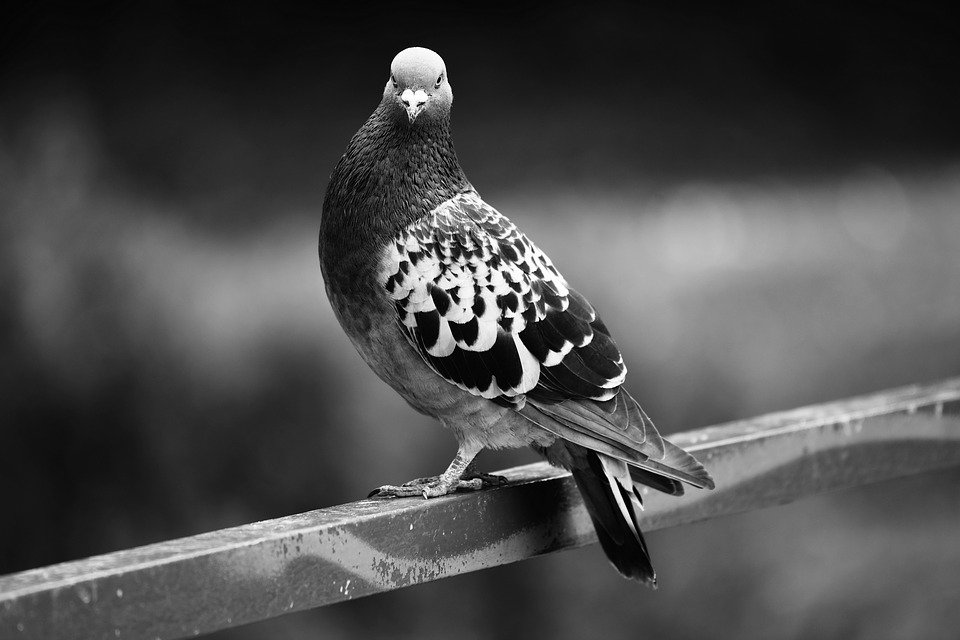LibraryPutney's tweet photo. Good morning, for the better times, soon:

Revealing  nature

If I could go
To the endless plains, far
But, here, hops the bird

#haiflu #haiku #poetry #putneylibrary https://t.co/A6hMa2vIr4