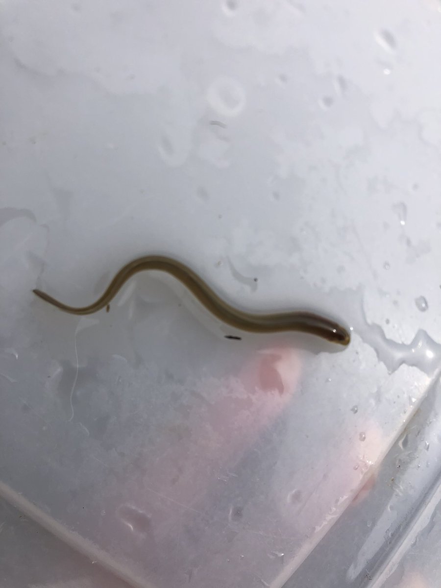 しの W タウナギ ですか W しの W タウナギ ですか W