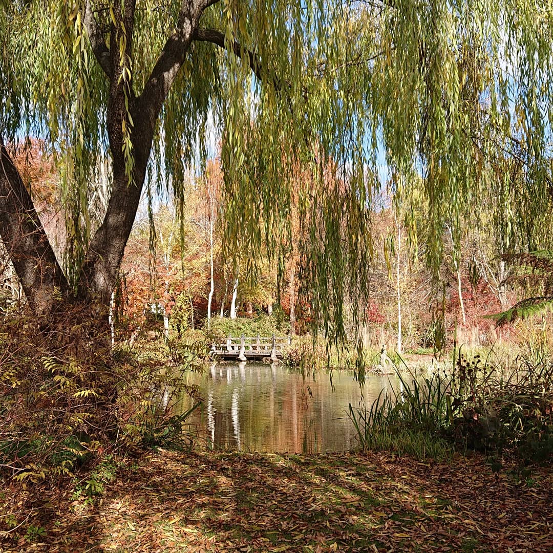 trishakmac's tweet photo. Southern Highlands autumn magic at it's best out at Red Cow Farm this afternoon. Lovely meander through the gardens only 20 mins from home. @destinationnsw #redcowfarm #SuttonForest #SouthernHighlands #autumn https://t.co/0nTWyVQjtr