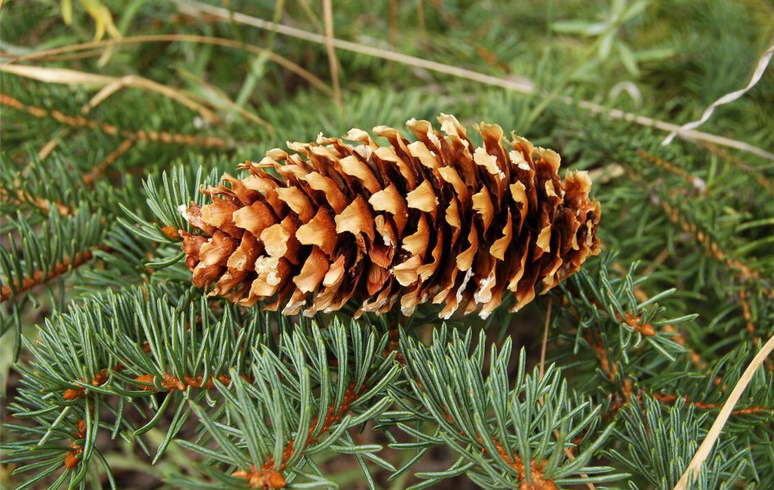 Класс хвойные сосновые. Ель Энгельмана. Picea engelmannii Cones. Сосновые (семейство). Класс хвойные семейство сосновые.