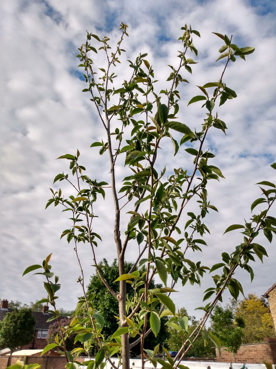 3HeadedLizard's tweet photo. Today's #Tree150 watering was accompanied by the songs of a wren, woodpigeon and magpie! @CamCanopyProj #TreeHero #CamTrees #KeepOnWatering https://t.co/ybRMkvjFTk