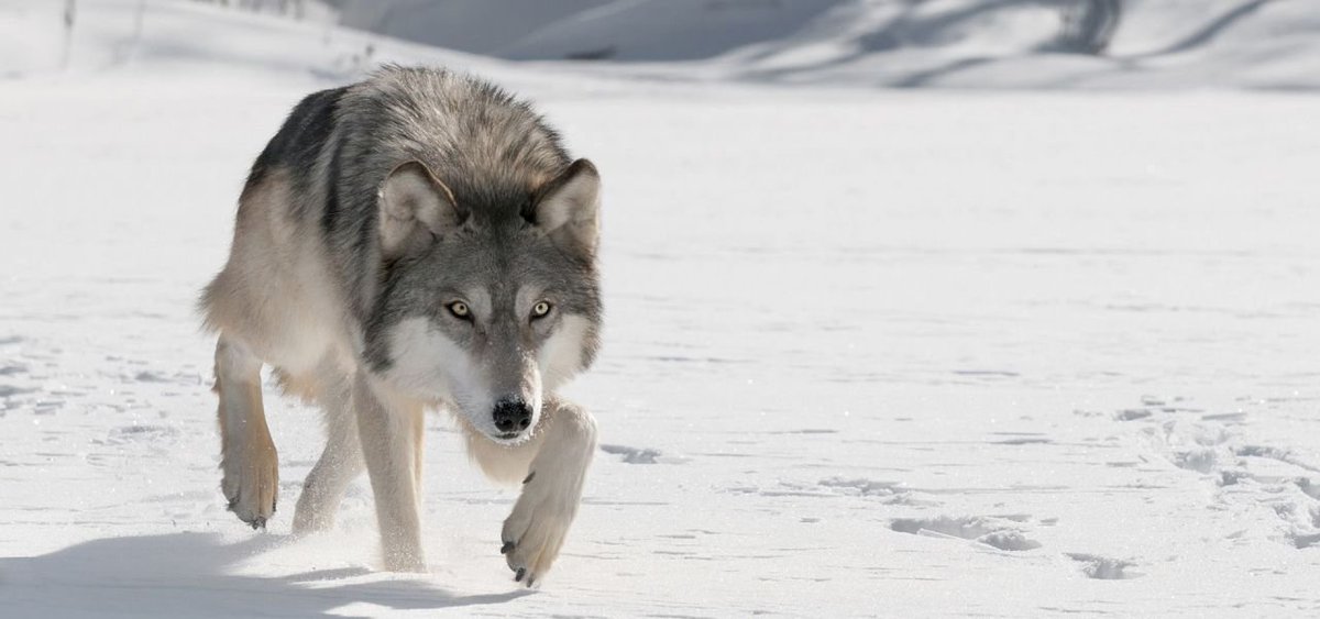 j_jjackal's tweet photo. If you live in or near a wolf habitat, you can keep wolves safe by practicing proven coexistence techniques. Information about these techniques can be found at 
https://t.co/fS1vvjd87U
#39canimals #animaladvo https://t.co/pnt77EBENu