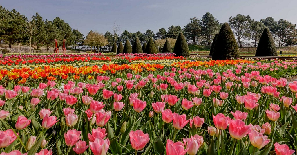 TravelLeisure's tweet image. See the Most Colorful Tulip Fields in the Netherlands Without Leaving Your House This Year (Video) trib.al/6eA8EFA