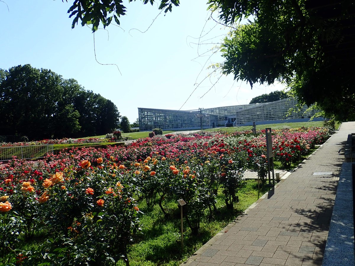 ট ইট র 神代植物公園 ニュース スタッフより 園芸係 本日のばら園の様子です ほぼすべてのバラ の品種が咲きそろい 見ごたえ充分です 今年はバラが見れないのか との声が聞こえてきそうですが バラは花期が長いので大丈夫 新型コロナ感染症が
