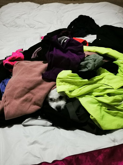 Meet Energy!!!! My best friend, dog, partner 😍🐶 https://t.co/gJLEZnk5dc<a href="/tag/panama"class="tags"><span>#panama</span></a><a href="/tag/panam%C3%A1solidario"class="tags"><span>#panam&aacute;solidario</span></a>