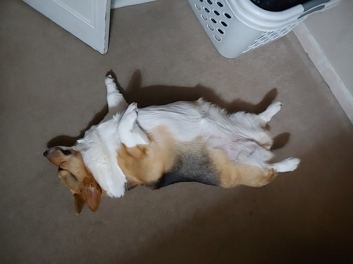DarlaTheCorgi's tweet photo. https://t.co/fMCZ6FjLmg