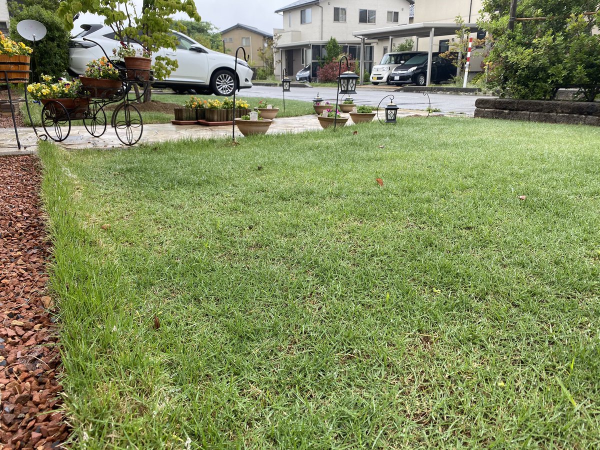 Majestic Peaks 雑草取り 芝刈り 芝の根っこストッパー配置作業したかったが 雨でストップ ハーブの種まき と横庭のマリーゴールドもそろそろなんとかせにゃ Am4 30頃晴れてたのになぁ 起きたらam10 00だった 芝生 庭