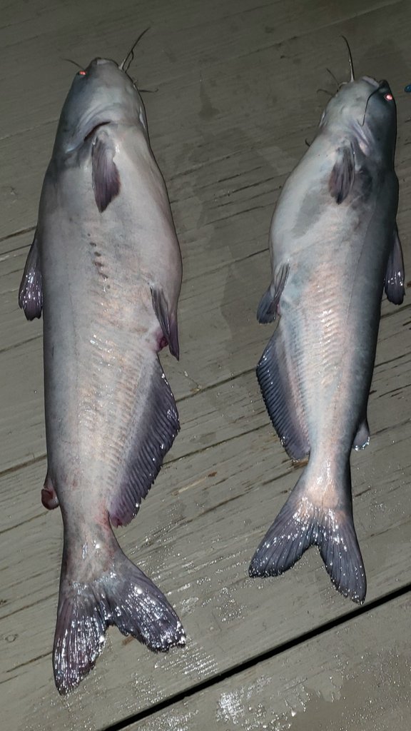 LCBFishing's tweet photo. What a fun evening of fishing. Getting back to nature takes your mind to a happy place. I  caught some great  fish today!  Spotted Bass and huge catfish are waiting for you too...go fishing if you can and give your body and mind a break from it all. https://t.co/AWNMfYCGbm
