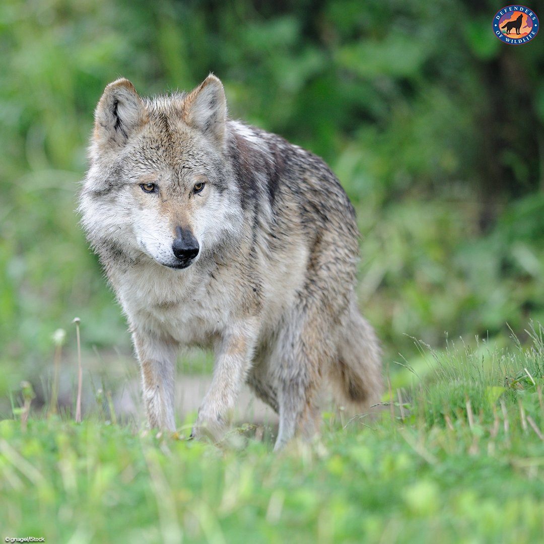 Defenders's tweet image. In the US, there are just 163 #endangered Mexican gray #wolves left in the wild, &amp;amp; the agency responsible for their recovery isn’t doing enough to save them. Help us protect these wolves -- tell the USFWS to make this species recovery a priority! dfnd.us/3fS4IMr