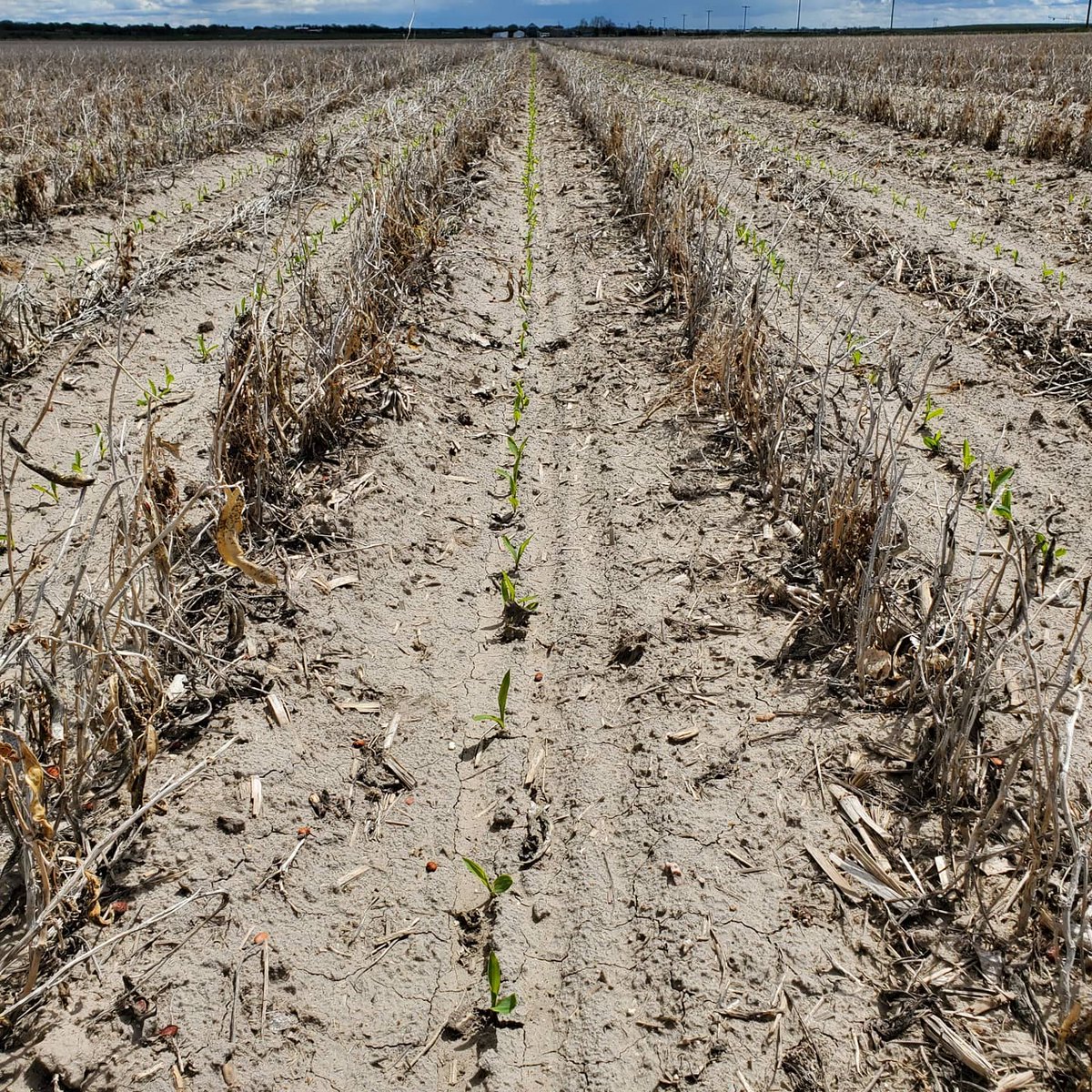 AustinKniss88's tweet photo. 2020 corn and beets are off to a great start! #plant20 #farmin @CROPLANseed @beet_ach https://t.co/ghISwN3dMl