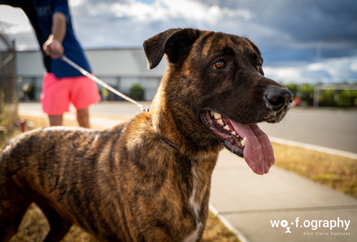 OgraphyWoof's tweet photo. I'm sorry, but this young man is ridiculously handsome  😍 #petphotography #germanshepherd #bullarab #dog #photography #photooftheday #animalphotography #petportrait #doglover #doglife #puppylove #afternoonrun https://t.co/QHZHPssfuV