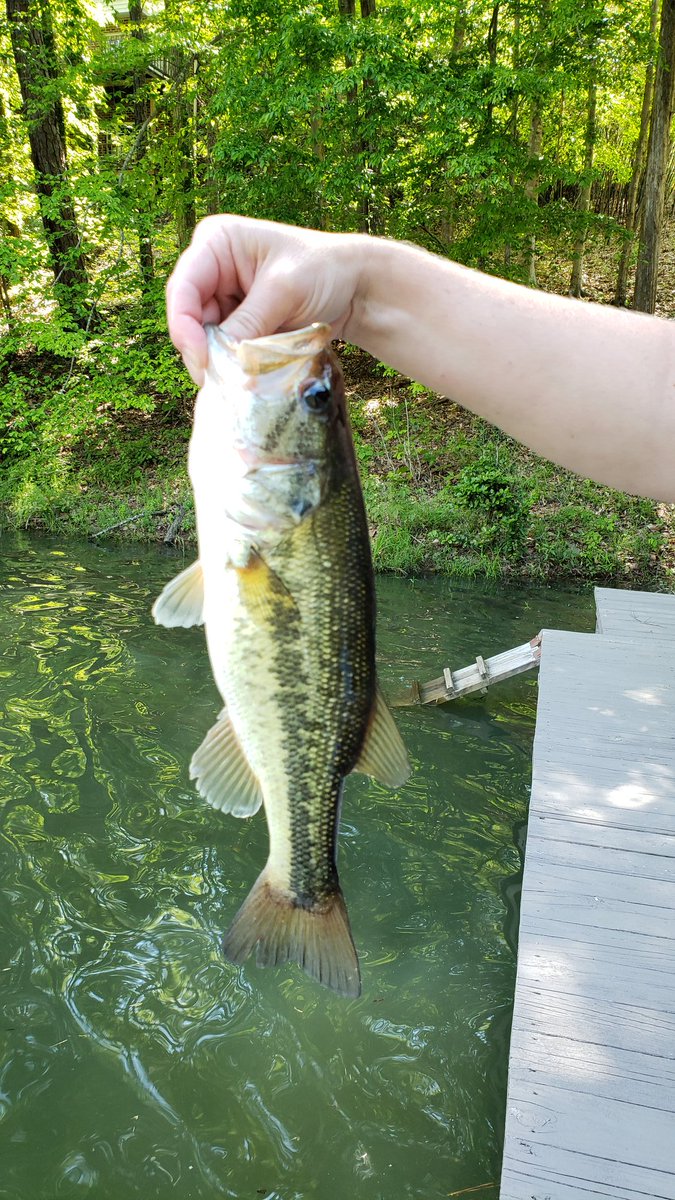 LCBFishing's tweet photo. What a fun evening of fishing. Getting back to nature takes your mind to a happy place. I  caught some great  fish today!  Spotted Bass and huge catfish are waiting for you too...go fishing if you can and give your body and mind a break from it all. https://t.co/AWNMfYCGbm
