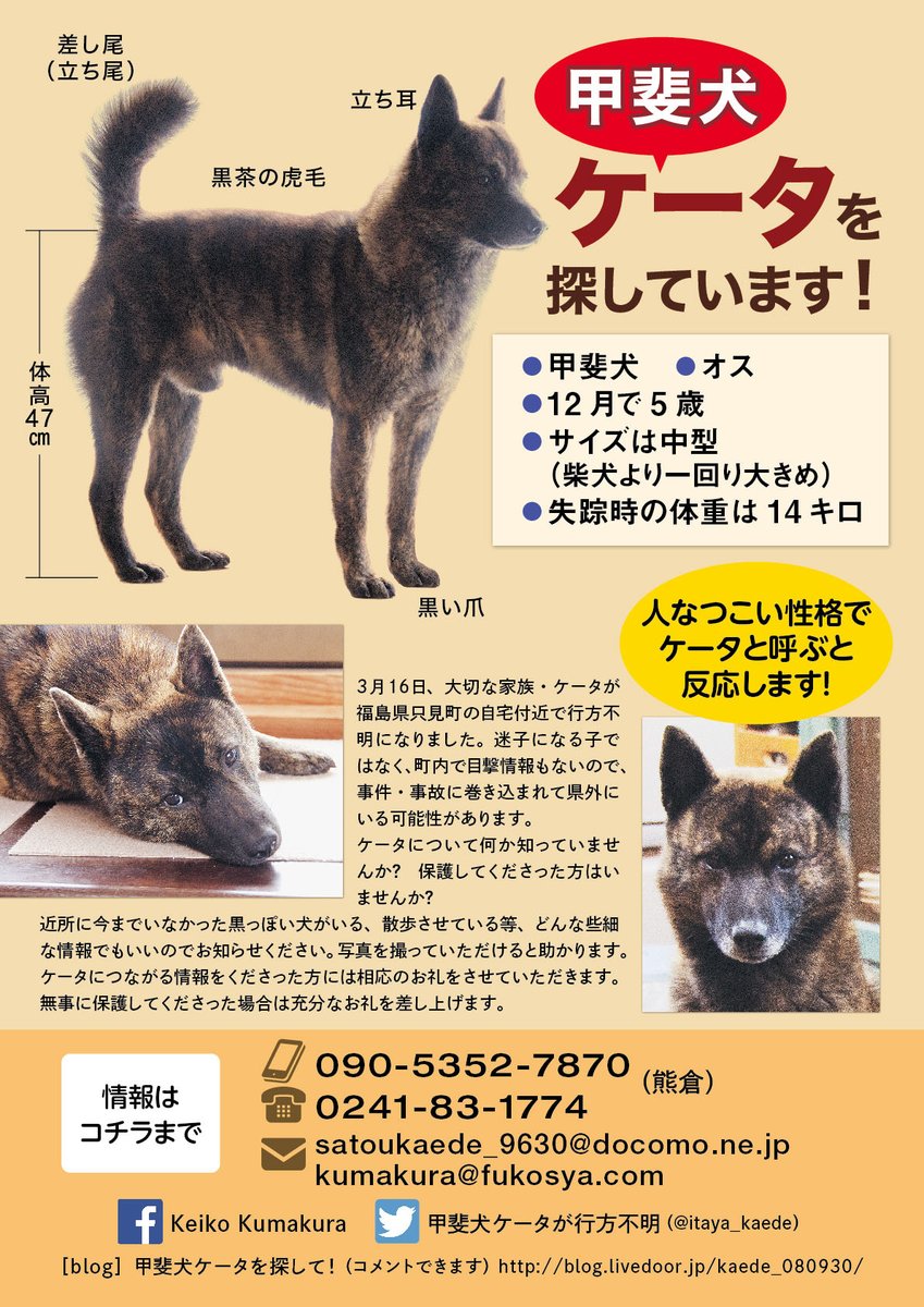 甲斐犬ケータを捜して V Twitter ケータ行方不明から4年2ヶ月 拡散希望 いつもありがとうございます 16 3 16福島県只見町から連れ去られ遠方にいる可能性 甲斐犬 オス 失踪時4歳 現在8歳 中虎毛 黒茶 立耳 差尾 福島県 新潟県 魚沼 山古志 錦鯉 甲斐犬ケータを捜して V Twitter ケータ行方不明から4年2ヶ月 拡散希望 いつもありがとうございます 16 3 16福島県只見町から連れ去られ遠方にいる可能性 甲斐犬 オス 失踪時4歳 現在8歳 中虎毛 黒茶 立耳 差尾 福島県 新潟県 魚沼 山古志 錦鯉
