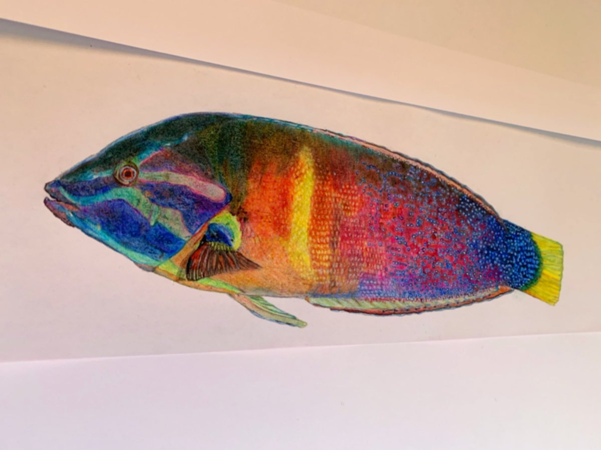 Twoucan 海水魚 の注目ツイート イラスト マンガ