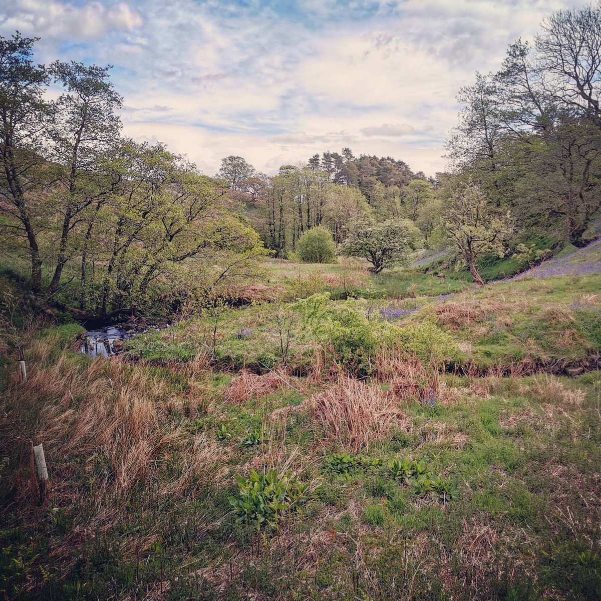 Yesterday was brill, a walk up th Fair Snape Fell and back Saddle Fell. A chilly wind and fantastic visibility.
#forestofbowland #lancashire