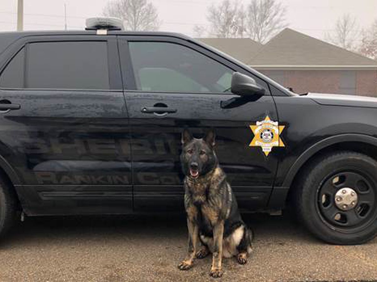 k9sofvalor's tweet photo. Our thoughts and prayers are with 
Deputy Tony Shack and his partner K9 Voodoo of the @RankinCountySO
While getting Voodoo out of his vehicle to deploy him, Deputy Shack was struck by a car sustaining multiple injuries. Voodoo was visibly shaken &amp; cared for by deputies on scene. https://t.co/WPDRVIl8oF