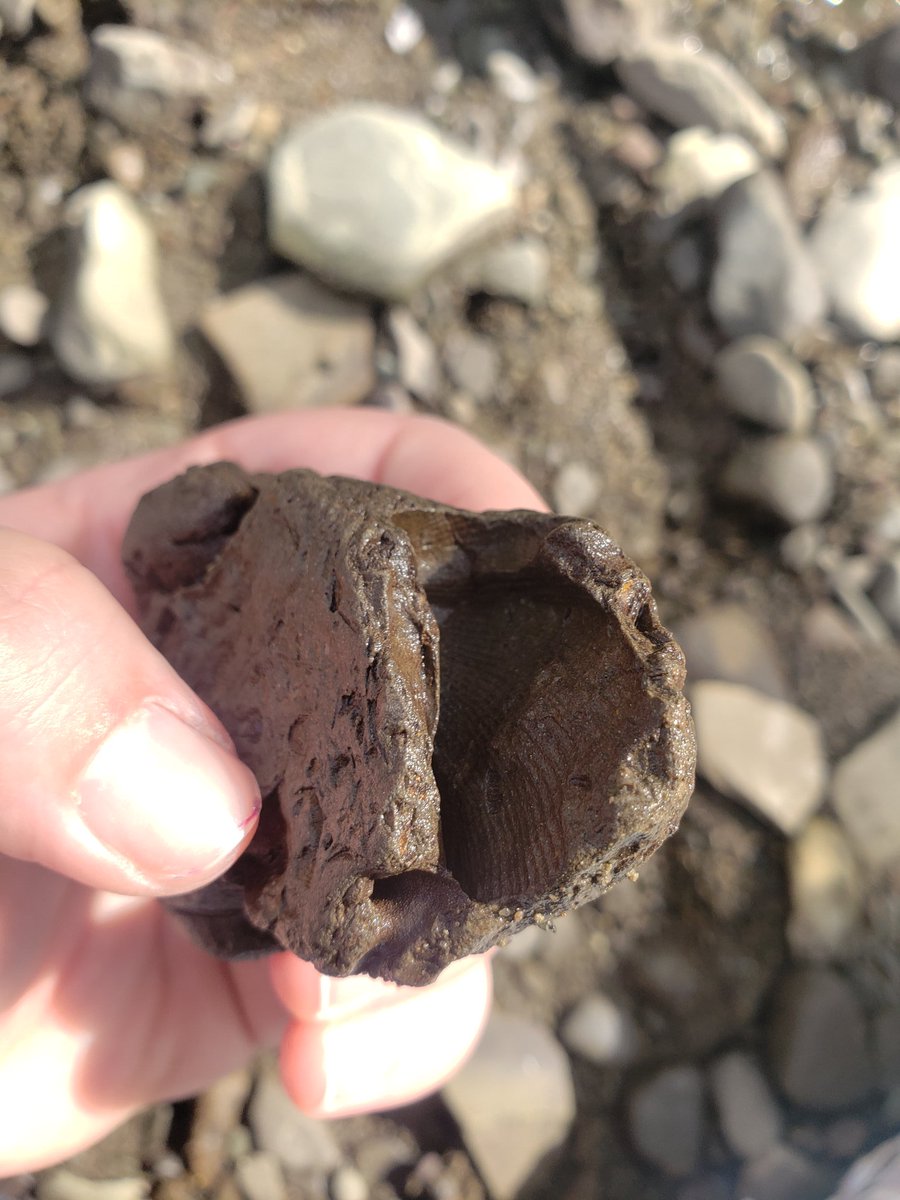 BossMomLifeBlog's tweet photo. @RobynVinter Today I found a rock that used to have a shell in it, literally the shell was lodged in the side at one point. So cool. https://t.co/ZTtgryfQZr