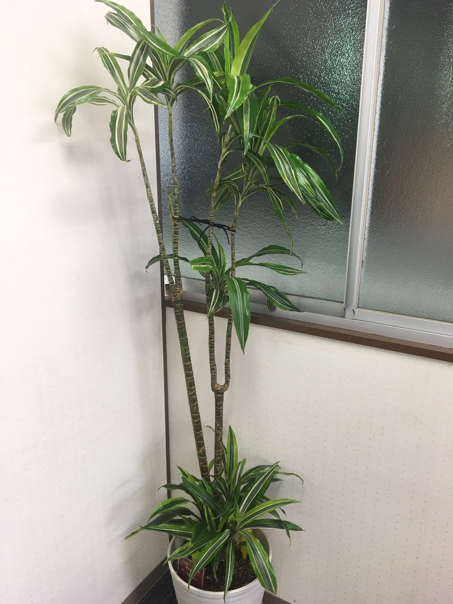 イルーナ Arashi 1939 初めまして 先月植え替えたドラセナワーネッキーですが調子が悪く 剪定した枝が枯れて 茎の半分が枯れ始めています また 何年も植え替えされてなかったらしく 根腐れを起こし始めていました そのため 植え替え後は土が乾い イルーナ Arashi 1939 初めまして 先月植え替えたドラセナワーネッキーですが調子が悪く 剪定した枝が枯れて 茎の半分が枯れ始めています また 何年も植え替えされてなかったらしく 根腐れを起こし始めていました そのため 植え替え後は土が乾い