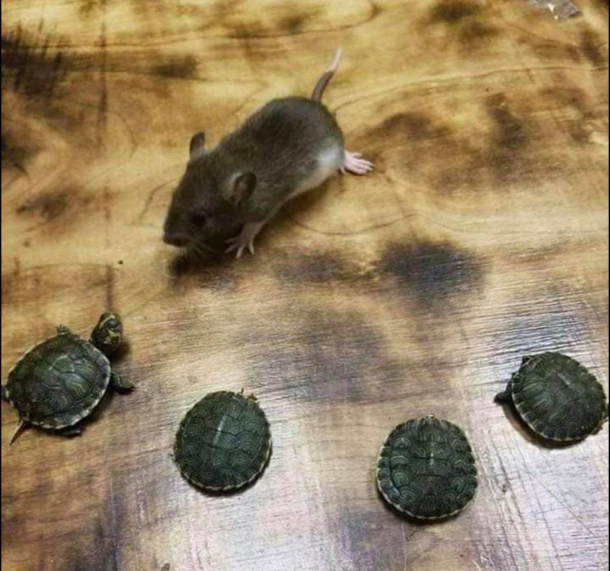 9GAG's tweet photo. "what kind of pizza you guys want?” https://t.co/1FjOkQMWVV