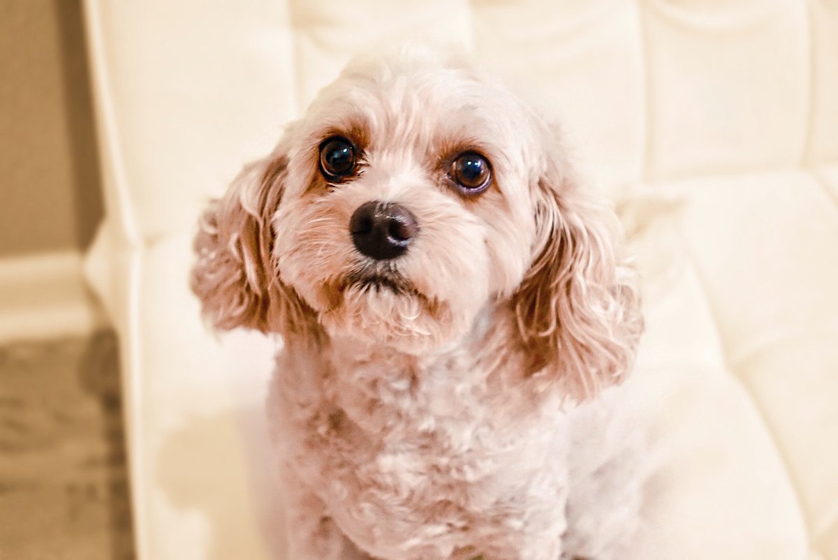 ArchieAndGunner's tweet photo. Hi, it’s me Gunner,asking you to Vote for my mommy’s LOOK #1 in the @alamarcosmetics Instagram stories Thank you🐾 #instagrampups #cavapoo #cavy #cavoodle #poodle https://t.co/7WZGyckeMC