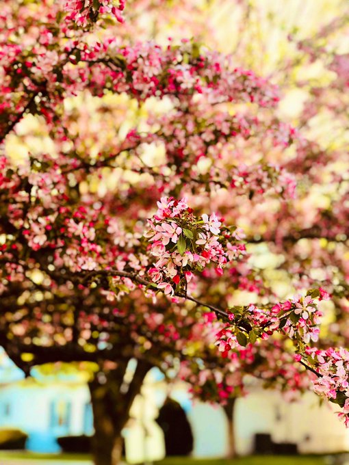 I&rsquo;m in love with this photo I took with my phone today. Beauty is everywhere 🌸🍃🌸🍃🌸 https://t.co/GKZS<a href="/tag/sleepysloth"class="tags"><span>#sleepysloth</span></a>