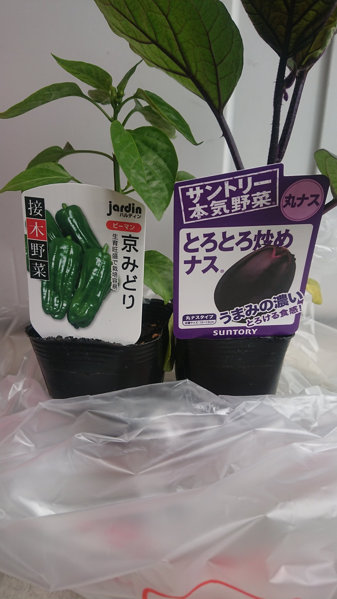 雨 愛猫過激派 ひとまず 鉢底石に関しては庭の砂利や割れた鉢の欠片を入れて代用しました 失敗したら来年に活かせばいいのだ 猫砂の袋があったから それを風除けとしてやった 防虫ネットは次の休みにでもやろうかな T Co Ipmrhm04ui