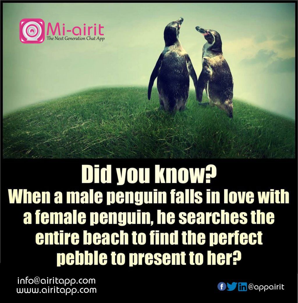 appairit's tweet photo. DID YOU KNOW?
To know more about the #MiAirit App,
do visit our website:- https://t.co/gedncJGIvT
#india #didyouknow #chatapp #businesschatapp #sociamedia #androidapp #iosapp https://t.co/crBVFla4ku