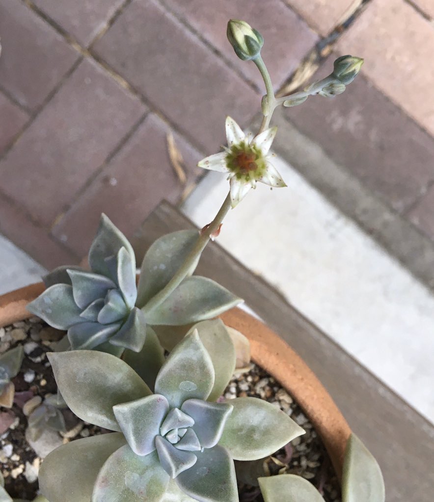 グラパラリーフ Twitter Search Twitter