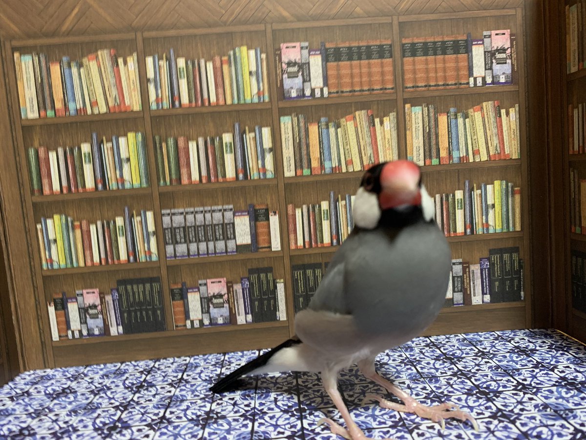 本屋さんに来たよ𓄿𓅄