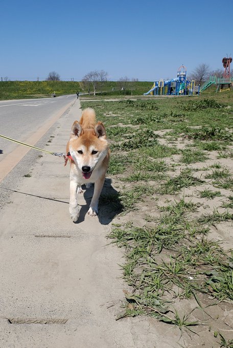 知らないと危険 柴犬のしっぽが下がるのは病気が原因かも Maccoの柴犬 Funブログ