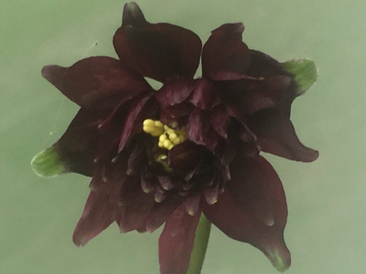 Planted seeds of #aquilegia ‘Green Apples’. Most in the batch of seedlings are now flowering and are black or blue. We’re just wondering if any ‘apples’ will appear. #surprise #isntnaturewonderful #seedlings