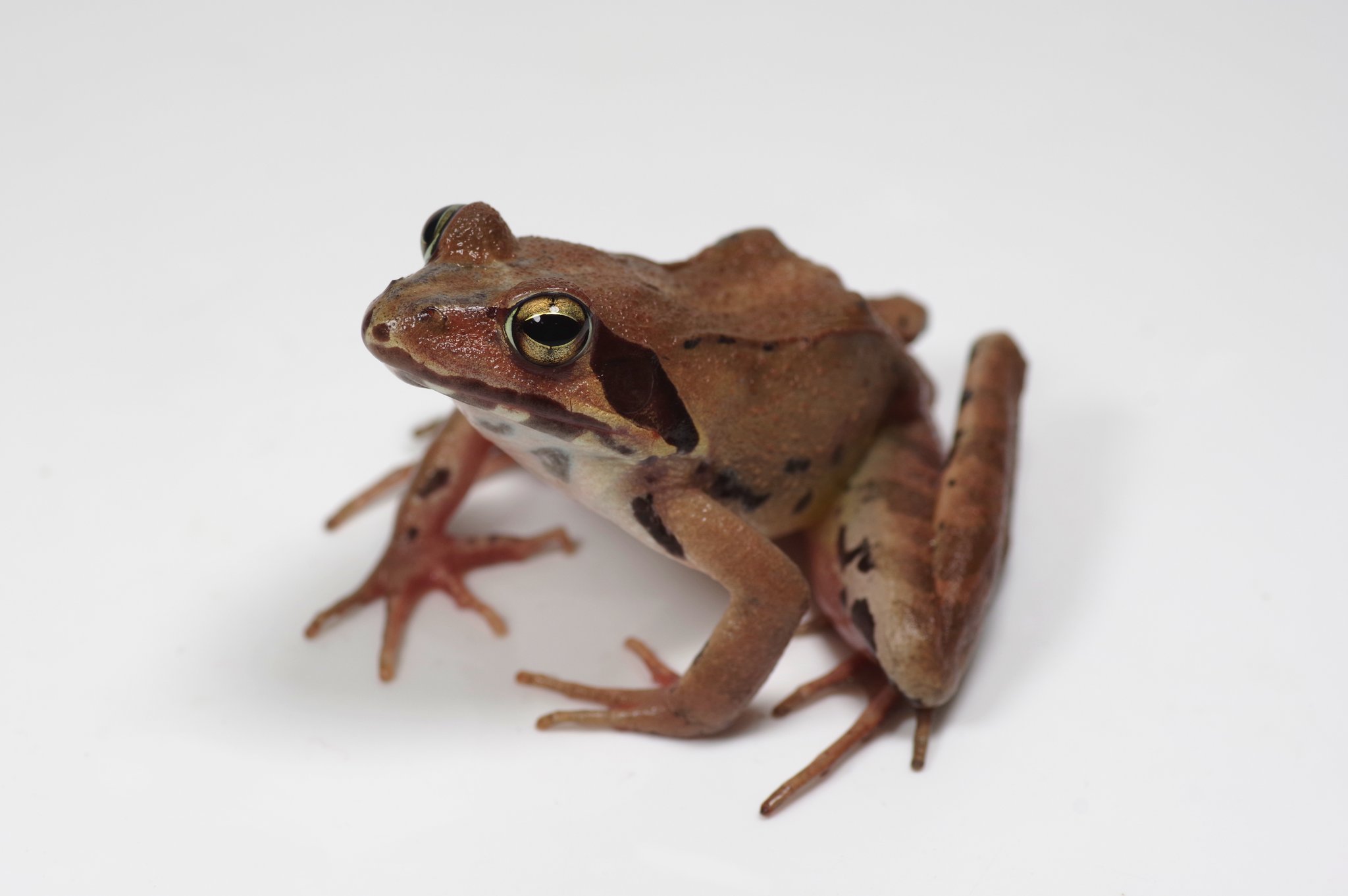 Twitter 上的 和歌山県立自然博物館 和歌山県のカエルたち ヤマアカガエル 主に山地に生息するカエルです 和歌山県では準絶滅危惧種に指定されています ニホンアカガエルとよく似ていますが 目の後ろの線が曲がること 下あごに黒い斑点が入ることから識別できます