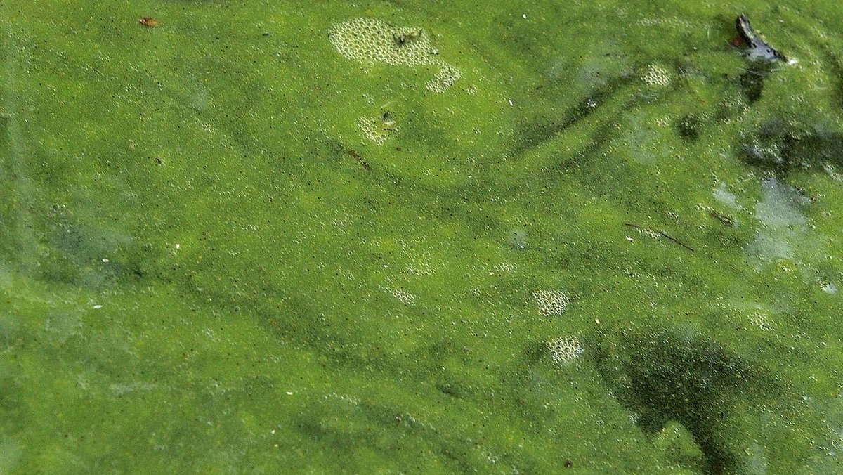 ульва и чука. элодея хлорофилл. зеленые водоросли хлорелла. апоногетон криспус.