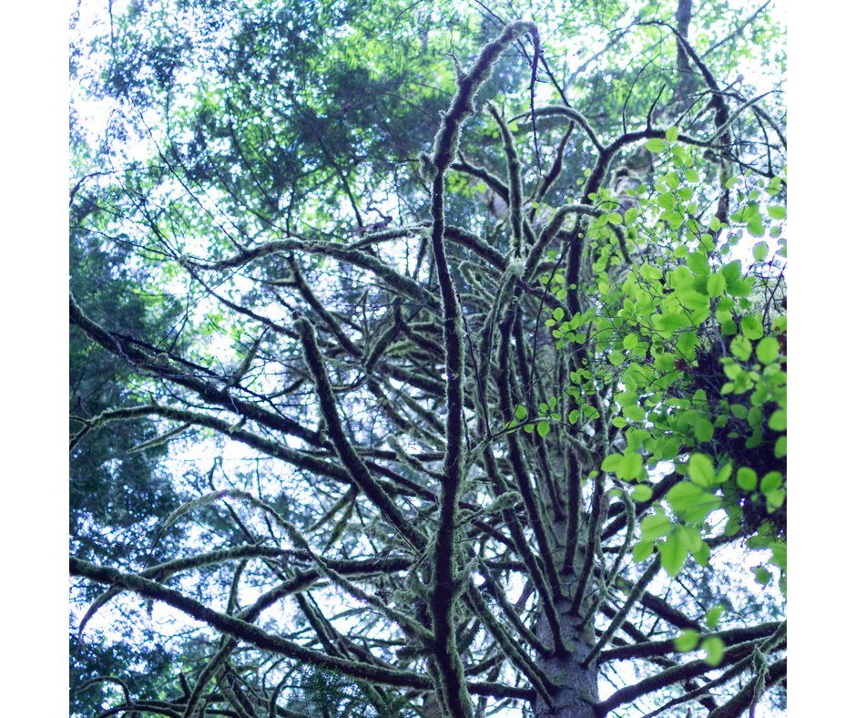 CreativeM45's tweet photo. When hiking the PNW you may be approached by a #treeoctopus - Never scream or make any sudden movements! These gentle, intelligent creatures are typically harmless... unless you litter near their tree. 😐
#pnw #pnwtreeoctopus #cascadia #rainforest #whatcom #bellingham https://t.co/VNpxCsUrIx