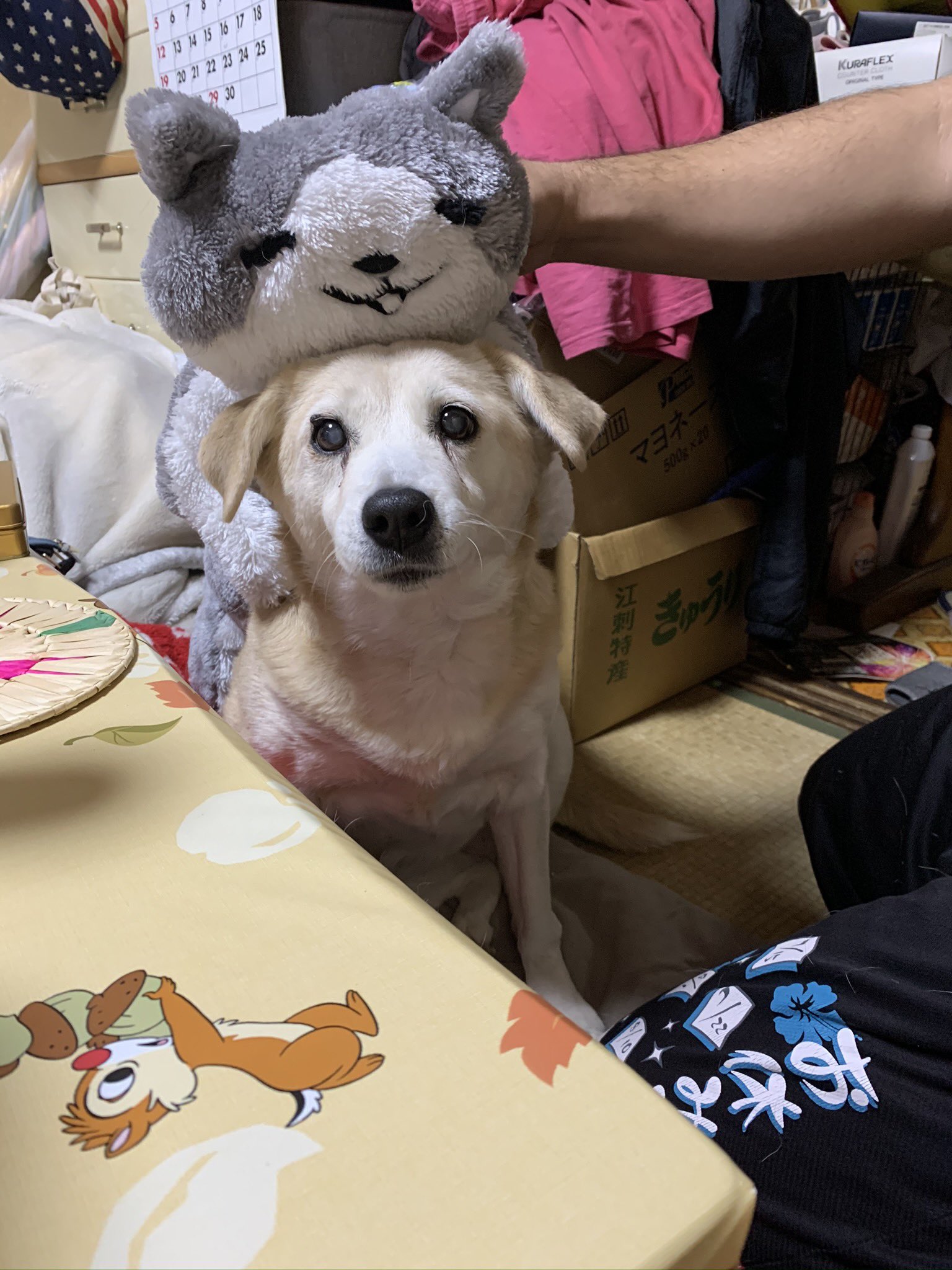 八神じゅん にゃん太添い寝ぬいぐるみ なんとなくリサイクルショップで100円で買ったこいつ意外といいものだった T Co Xc5tk7tqxs Twitter